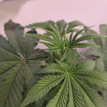 Purple Punch Cookies