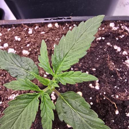 Papaya Jealousy