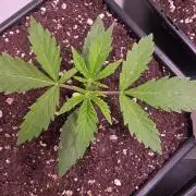 Lemon Cherry Gelato