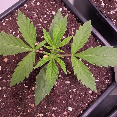 Lemon Cherry Gelato