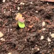 Strawberry Cola Sherbet