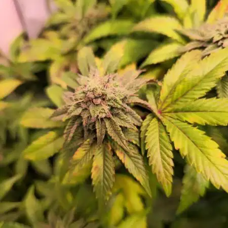 Sticky Queen
