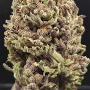 Pink Gelato
