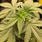 Mexican Sativa