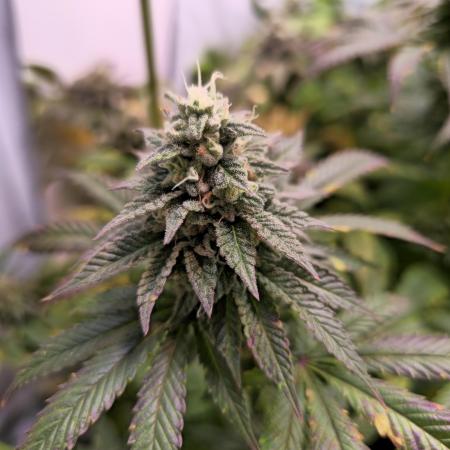 Purple Punch Cookies