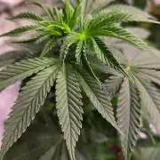 Mexican Sativa