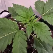 Mandarin Cookies