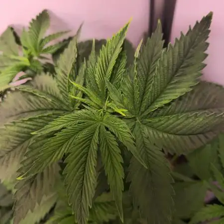 Cherry Dream