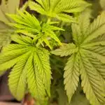 Purple Punch RQS