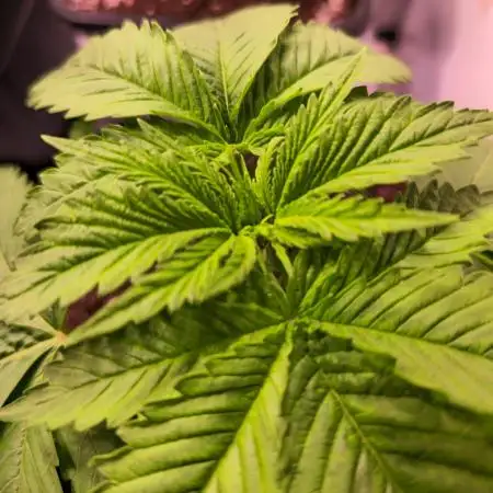 Cherry Dream