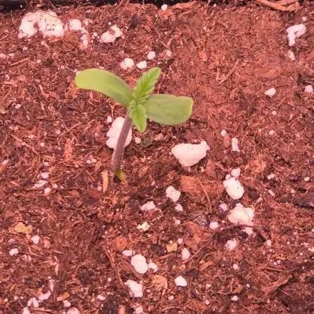 Pink Gorilla RQS