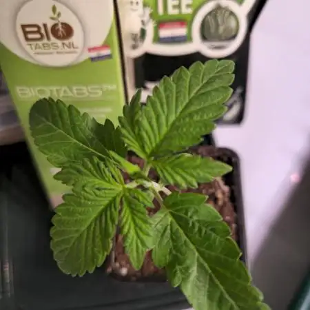 Papaya Stank