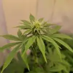 Purple Punch Cookies