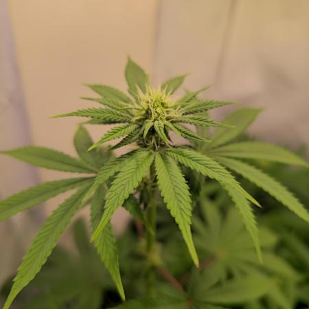 Purple Punch Cookies