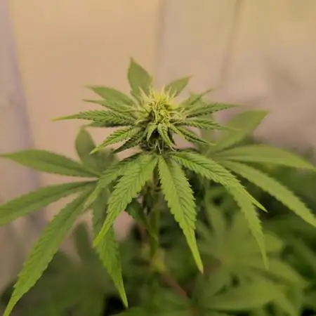 Purple Punch Cookies
