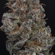 Mimosa Cherry Kush