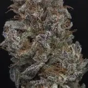 Mimosa Cherry Kush