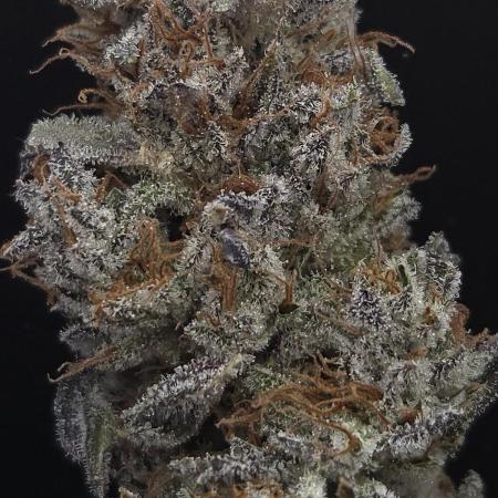 Mimosa Cherry Kush