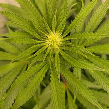 Sticky Queen