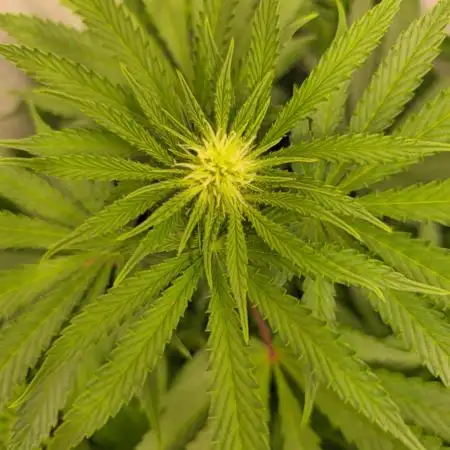 Sticky Queen