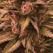 Strawberry Cola Sherbet