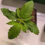 Sour number2