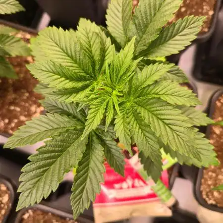 Purple Punch RQS