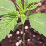 Honey Dipper