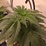 Grease Monkey