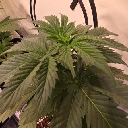 Grease Monkey