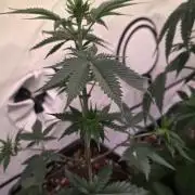 Black Cherry Punch