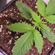 Purple Lemonade
