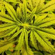 AutoflowerWorldCupBeingThereIsEverything