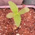 Papaya Stank