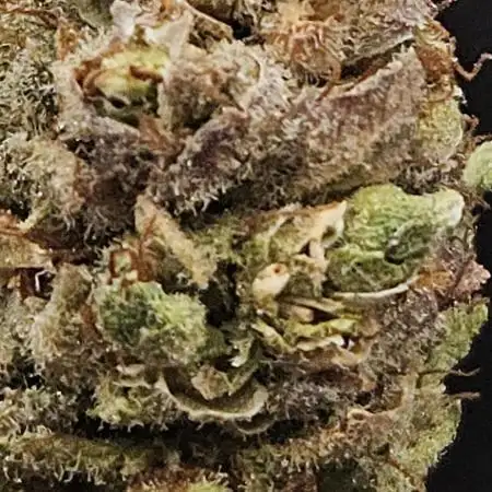 Tangie