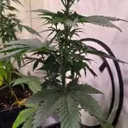 Grease Monkey