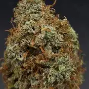 AutoflowerWorldCupBeingThereIsEverything