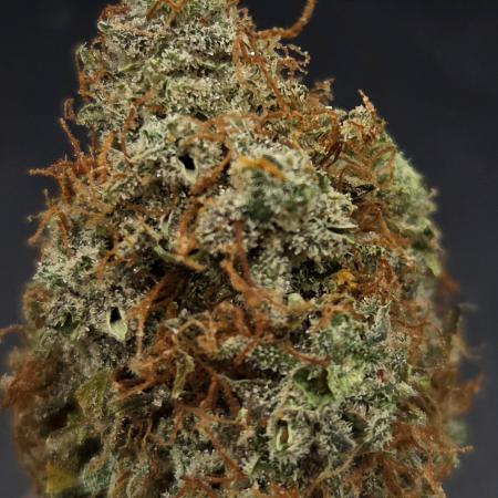AutoflowerWorldCupBeingThereIsEverything