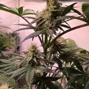 Purple Lemonade