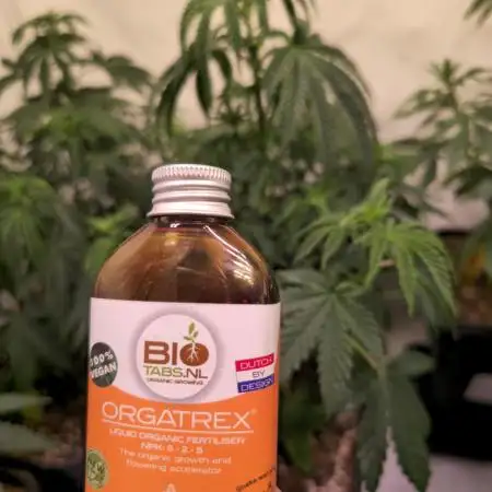 Papaya Stank