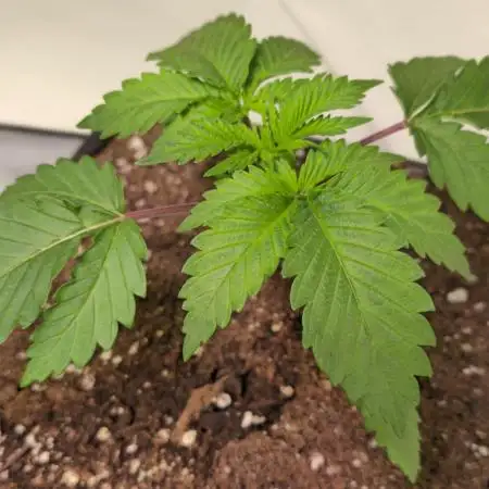Pink Gorilla RQS