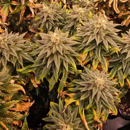 Green Gelato 2
