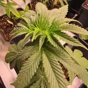 Mexican Sativa