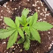 Banana Kush