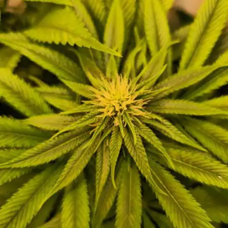 Cherry Dream