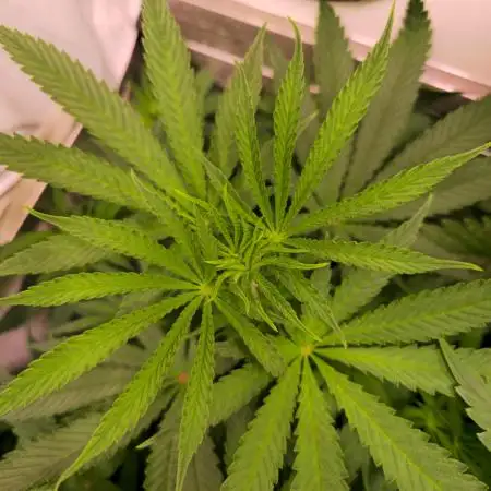 Sticky Queen