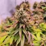 DC Kush