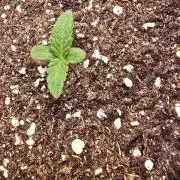 Black Cherry Punch