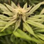 Purple Punch Cookies