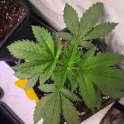 Banana Kush